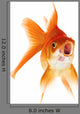 Gold Fish White