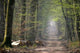 Chemin Dans Une Foret Wall Decal