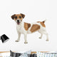 Jack Russel Terrier Wall Decal