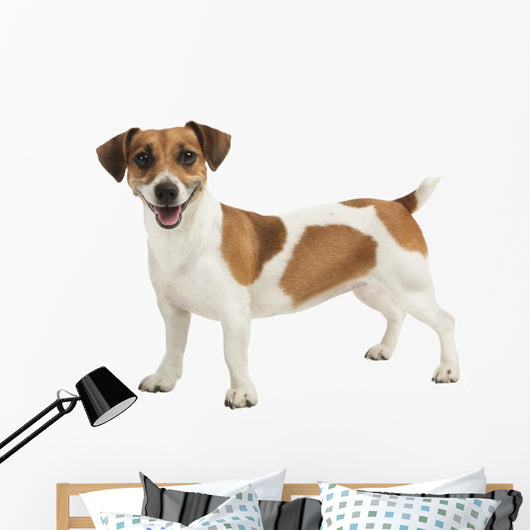 Jack Russel Terrier Wall Decal