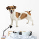 Jack Russel Terrier Wall Decal