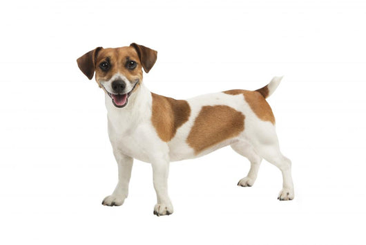 Jack Russel Terrier Wall Decal