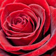 Red Rose