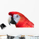 Scarlet Macaw White Wall Decal