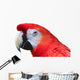 Scarlet Macaw White Wall Decal