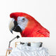 Scarlet Macaw White Wall Decal