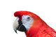 Scarlet Macaw White Wall Decal