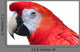 Scarlet Macaw White Wall Decal