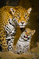 Jaguar Cubs