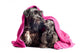 Two Adorable Dogs under
