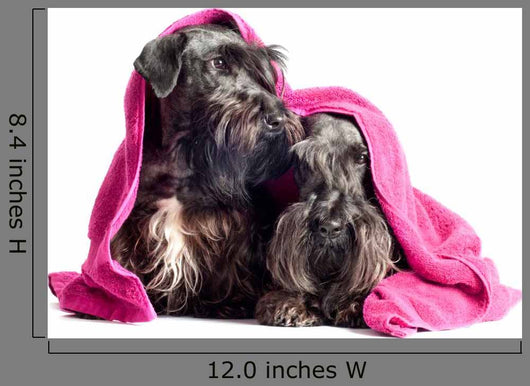 Two Adorable Dogs under