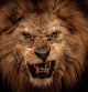 Close-Up Shot of Roaring Lion Wall Mural
