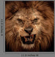 Close-Up Shot of Roaring Lion Wall Mural