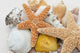 seestern und muscheln Wall Mural