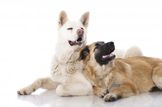 Two Dogs - Zwei Hunde Wall Decal