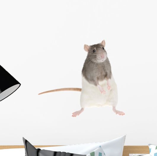 Cute Rat Wall Decal