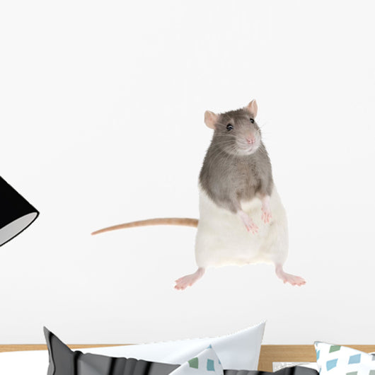 Cute Rat Wall Decal