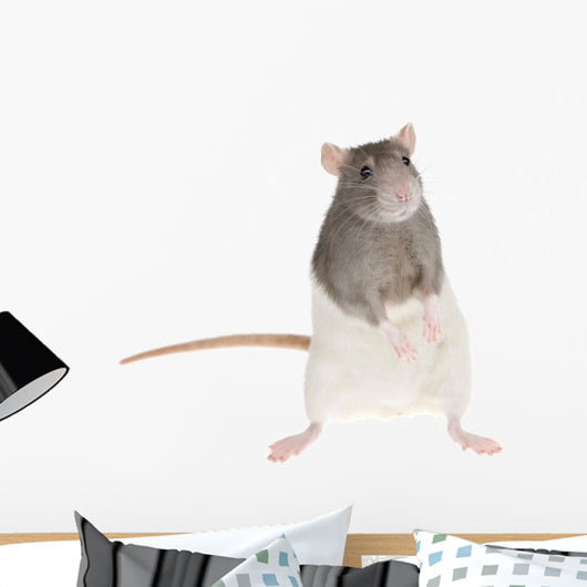 Cute Rat Wall Decal