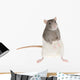 Cute Rat Wall Decal