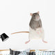 Cute Rat Wall Decal