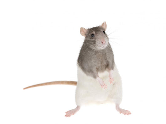 Cute Rat Wall Decal