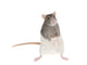 Cute Rat Wall Decal