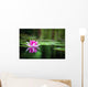 Pink Waterlily