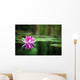 Pink Waterlily