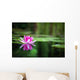 Pink Waterlily