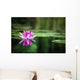 Pink Waterlily
