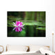 Pink Waterlily