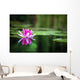 Pink Waterlily