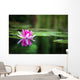 Pink Waterlily