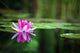 Pink Waterlily