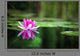 Pink Waterlily