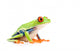 red-eyed tree frog isolated on white Wall Decal