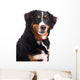 Smiling Dog Wall Decal