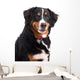 Smiling Dog Wall Decal