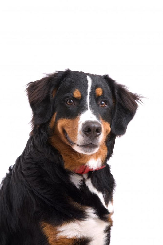 Smiling Dog Wall Decal