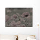 Wild Poppy Abstract