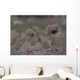 Wild Poppy Abstract