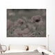 Wild Poppy Abstract