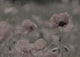 Wild Poppy Abstract