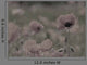 Wild Poppy Abstract