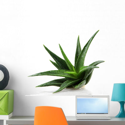Aloe Vera Plant White Wall Decal shown on a wall