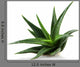 Aloe Vera Plant White Wall Decal