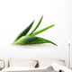 Aloe Vera Plant Wall Decal