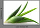 Aloe Vera Plant Wall Decal