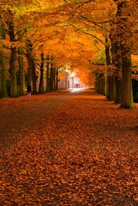 autumn in the forest Wall Mural