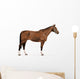 standing german warmblood horse with halter Wall Decal